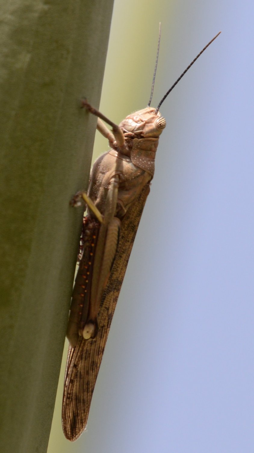 dominique goumand - Anacridium melanorhodon melanorhodon - réf. 337100 (844 x 1500 pixels, 96 ko)