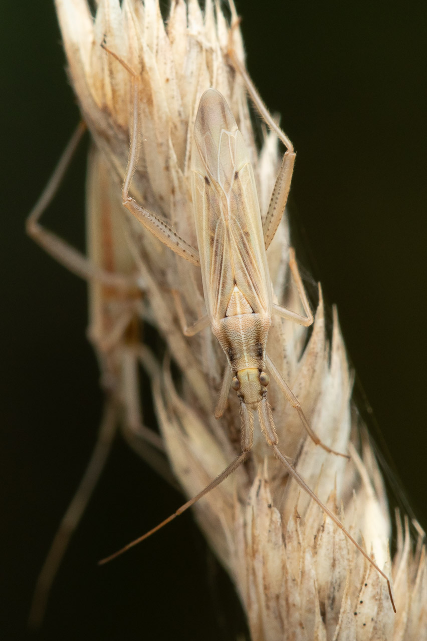 Réf. 337073 — INSECTA > Heteroptera > Miridae > Stenodema (Stenodema