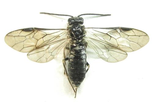 Empria alector