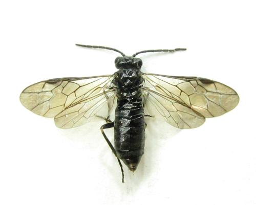 Réf. 338 129 : Empria liturata