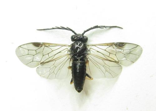 Cladius pectinicornis