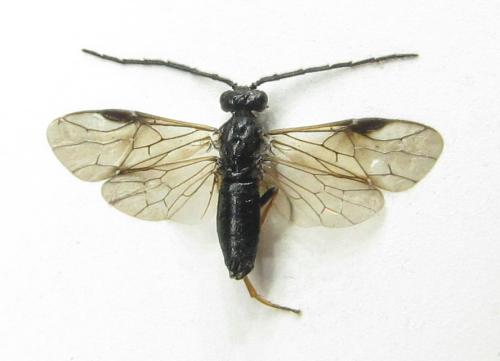 Priophorus brullei