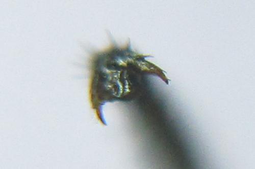 Empria pumila