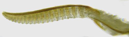 Taxonus agrorum