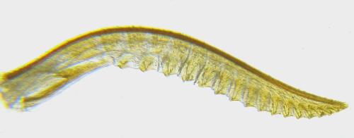 Empria tridens