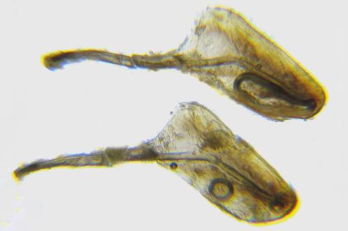 Strongylogaster filicis
