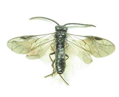 Réf. 338 097 : Empria pallimacula