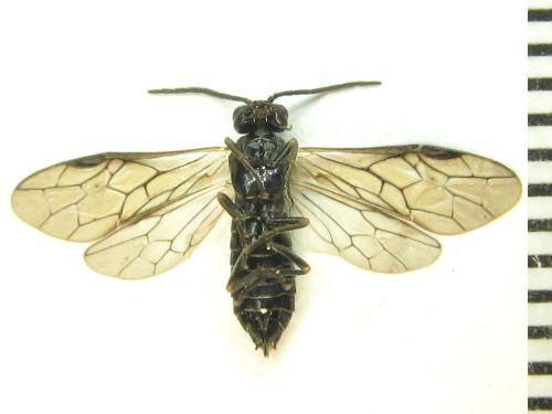 Empria alector