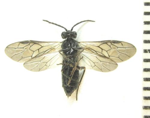 Empria liturata