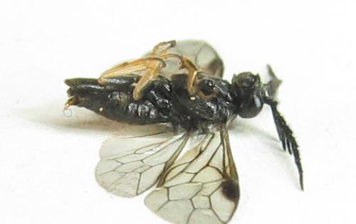 Cladius pectinicornis