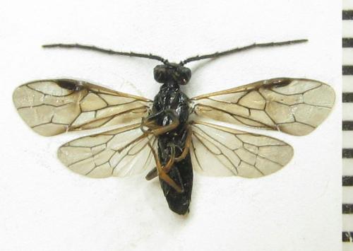 Priophorus brullei