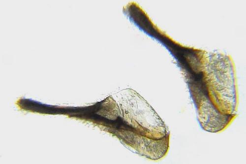 Empria pumila