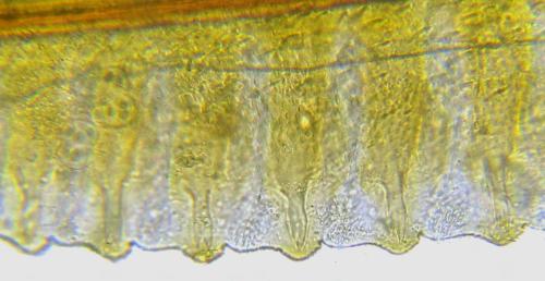 Taxonus agrorum