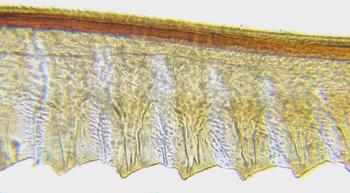 Empria tridens