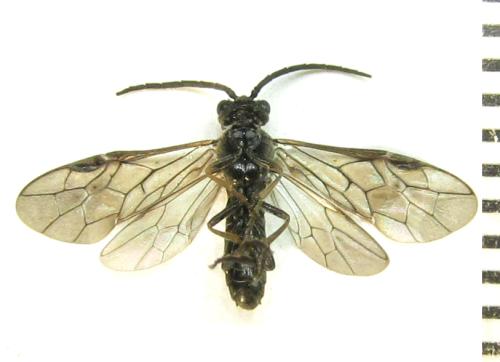 Réf. 338 098 : Empria pallimacula