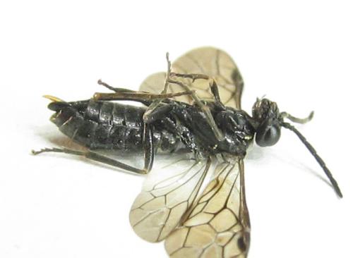 Empria liturata