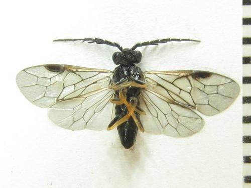 Cladius pectinicornis