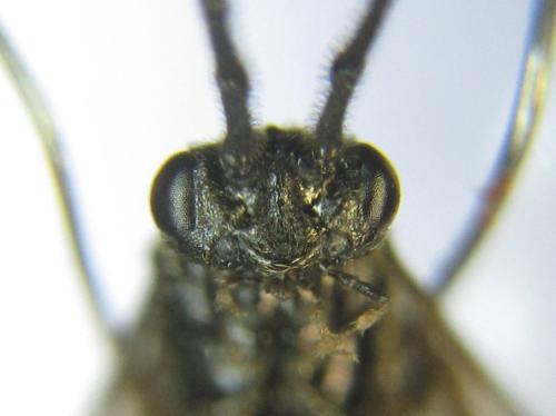 Priophorus brullei