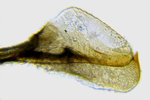 Empria pumila
