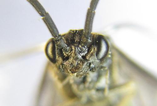 Empria pallimacula