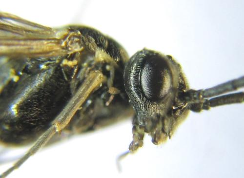 Empria alector