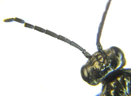 Réf. 338 132 : Empria liturata