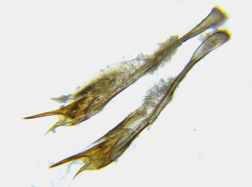 Cladius pectinicornis