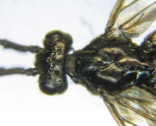 Priophorus brullei
