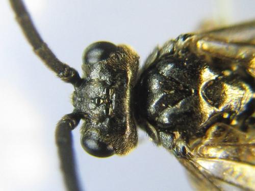 Réf. 338 100 : Empria pallimacula