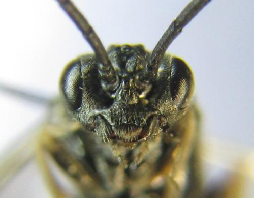 Empria alector
