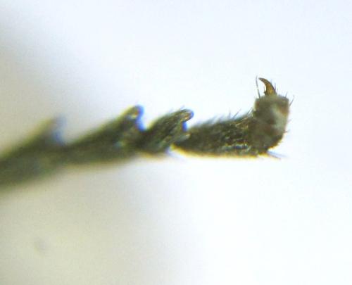 Empria liturata