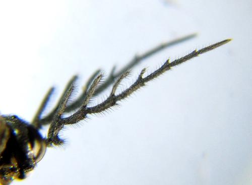 Cladius pectinicornis