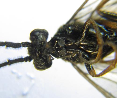 Priophorus brullei