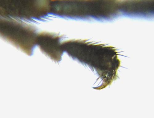 Empria pallimacula