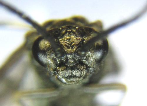 Réf. 338 133 : Empria liturata