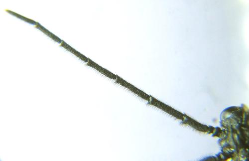 Priophorus brullei