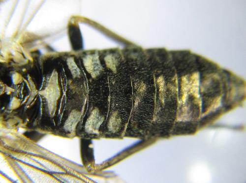 Empria alector
