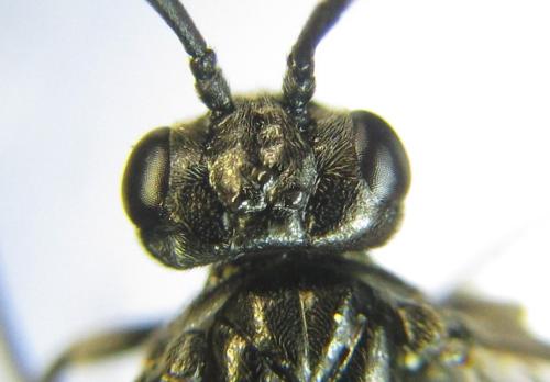 Réf. 338 135 : Empria liturata