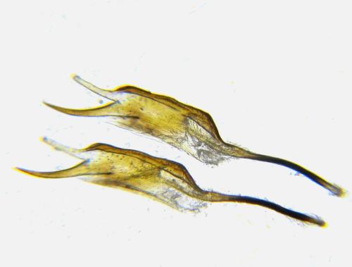 Priophorus brullei