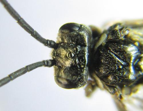 Empria alector