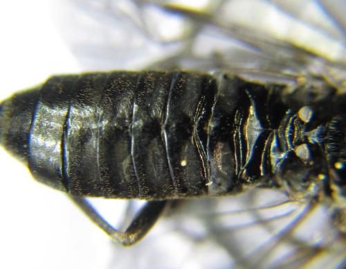 Réf. 338 136 : Empria liturata