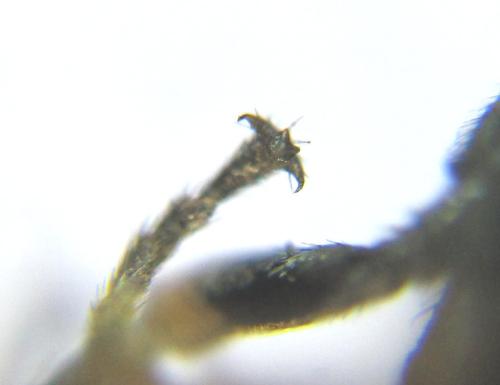 Priophorus brullei