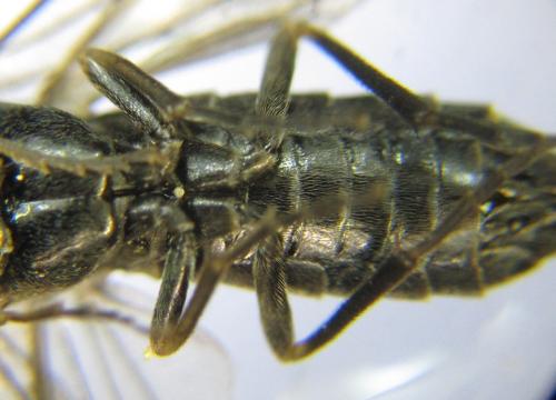 Empria alector