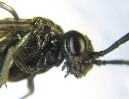 Réf. 338 138 : Empria liturata