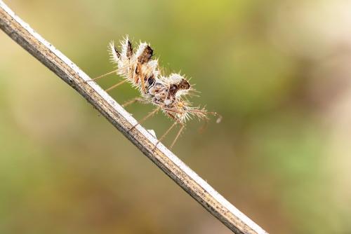 Réf. 338 161 : Phyllomorpha laciniata