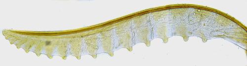 Empria liturata