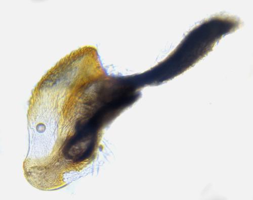 Empria pallimacula