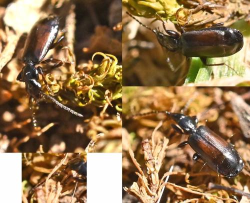 Réf. 338 088 : Microlestes abeillei