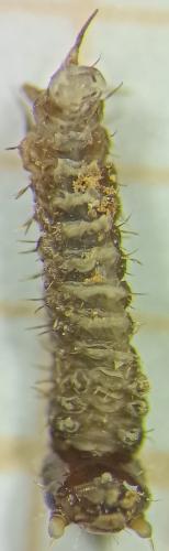 Réf. 338 492 : Panorpa sp.