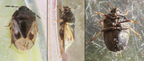 Crocistethus waltlianus